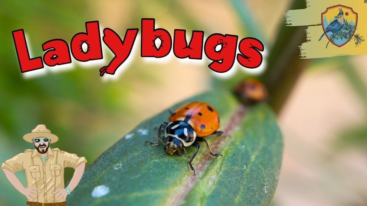 Ladybug Facts for Kids | Nature Show 🐞