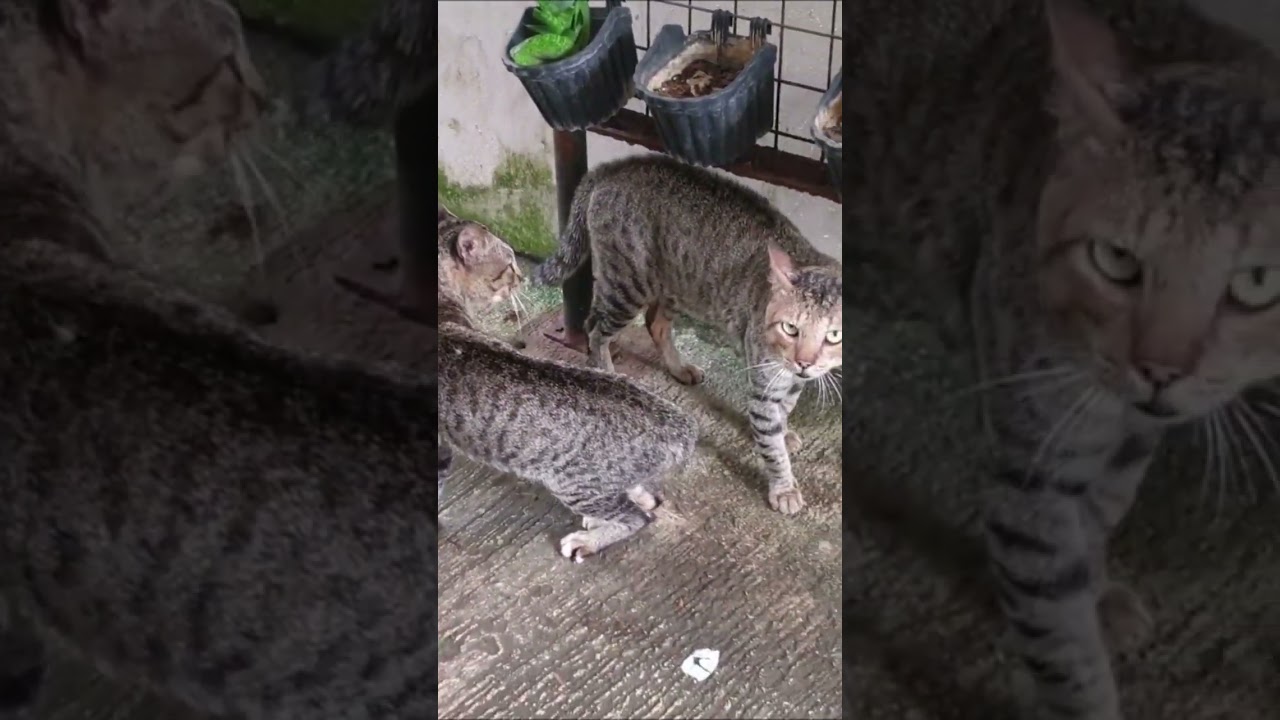 Nearly a Cat Fight! π #shorts