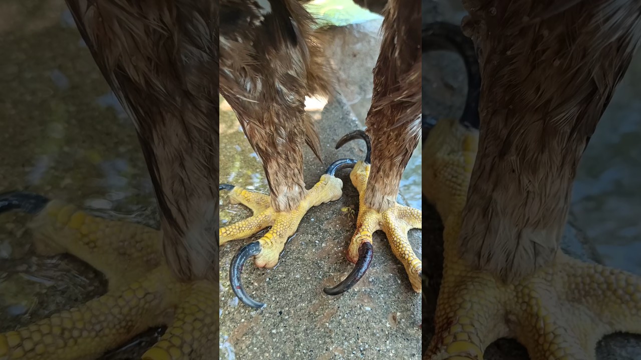 Golden Eagle: Nature's Deadly Masterpiece 🦅