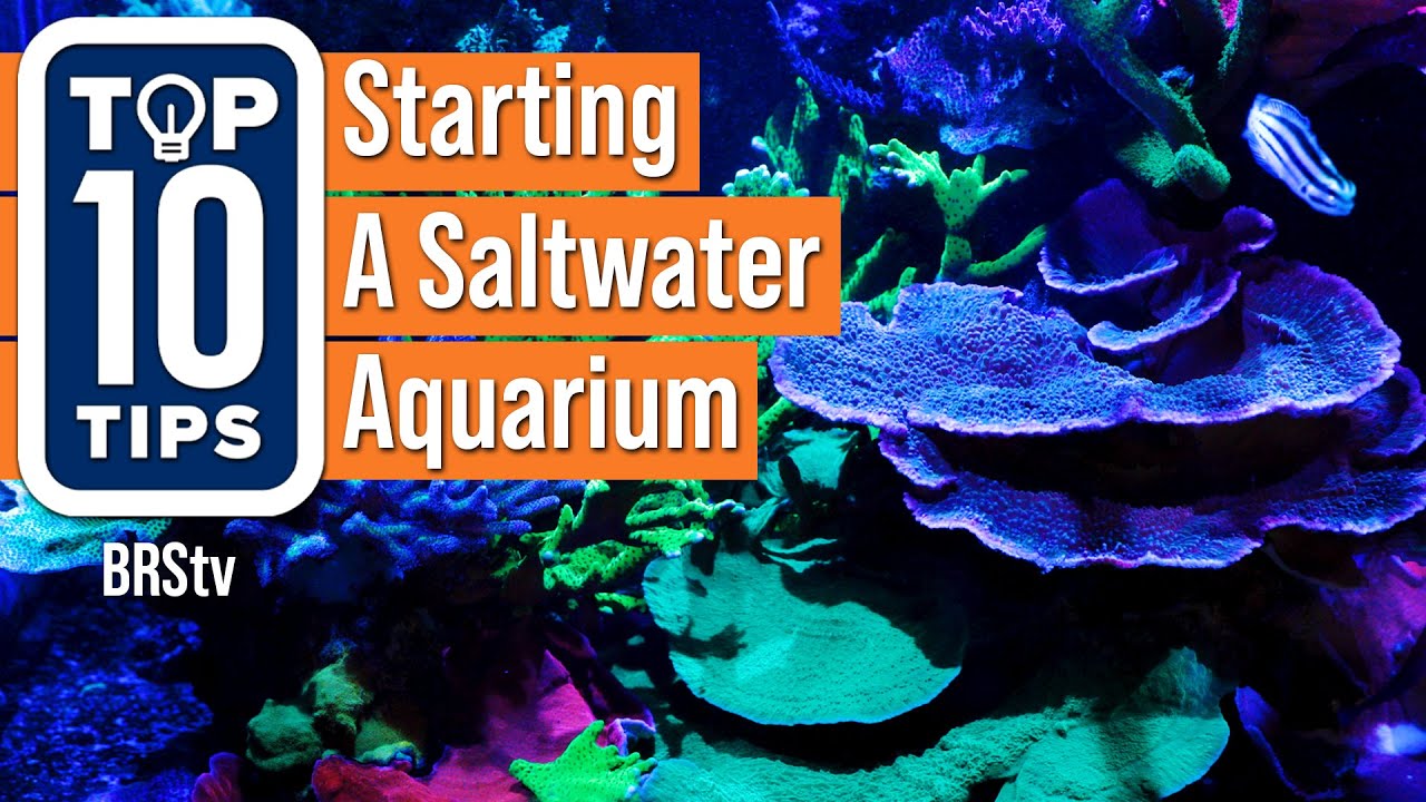 Beginner's Guide: Easy Tips to Start Your Saltwater Reef Aquarium π