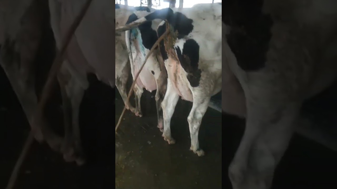 Watery Diarrhea in Fresh Cows π