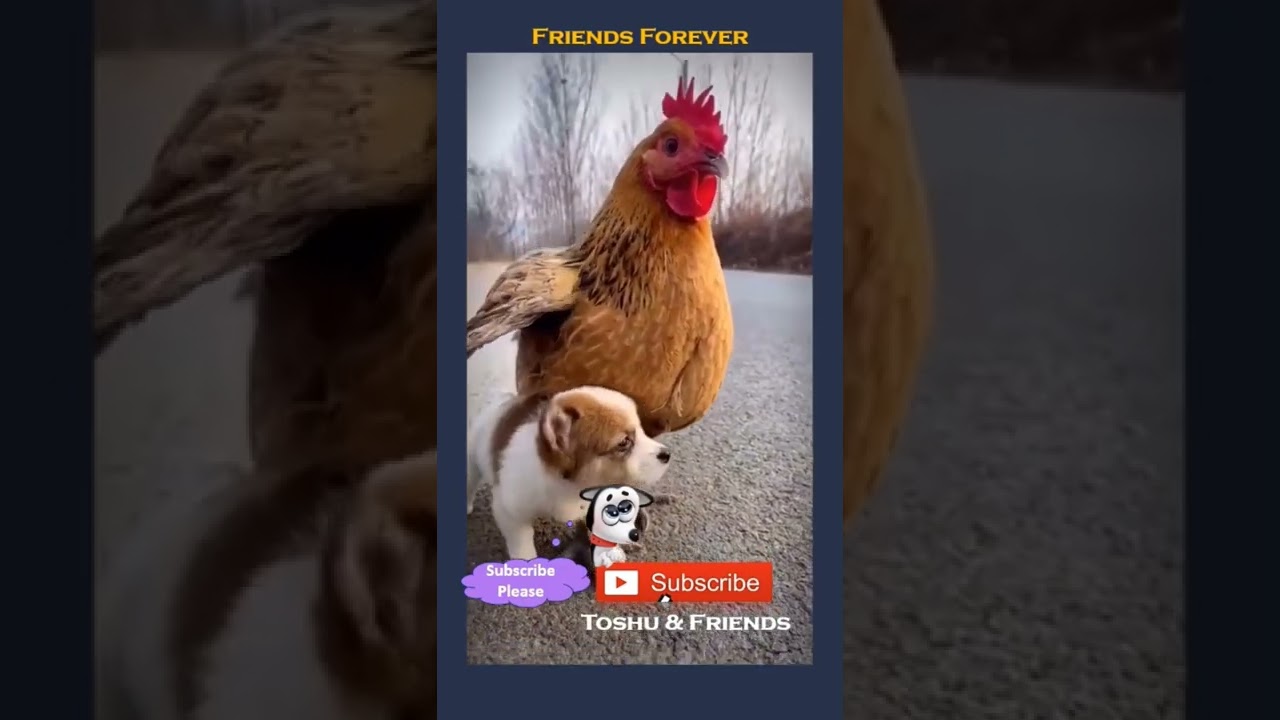 Puppy & Rooster Best Friends Forever ๐ถ