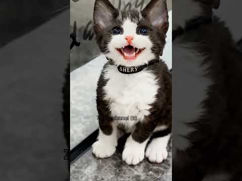 🐾 “The Cutest Little Gentleman Ever!” 😻cute cat, kitten, adorable pet, funny kitten, cute animals,