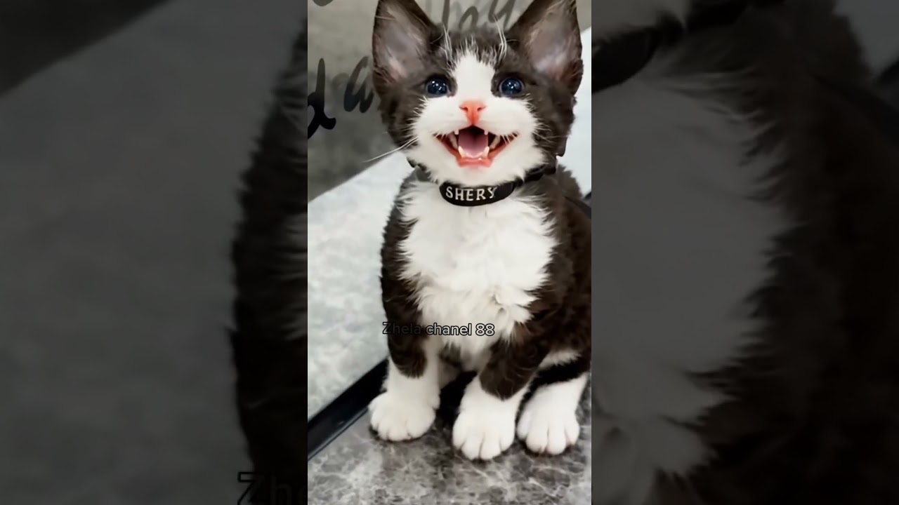 Meet the Cutest Little Gentleman Kitten! 😻