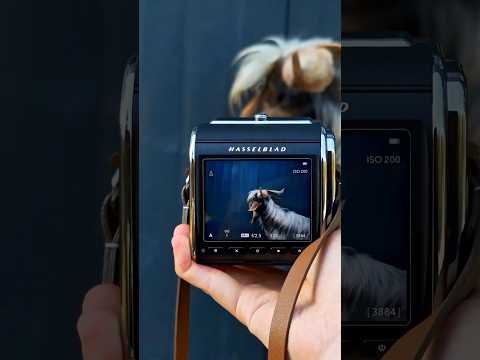 Tap to Reveal the Detail | Hasselblad 907X & CFV 100C Display
