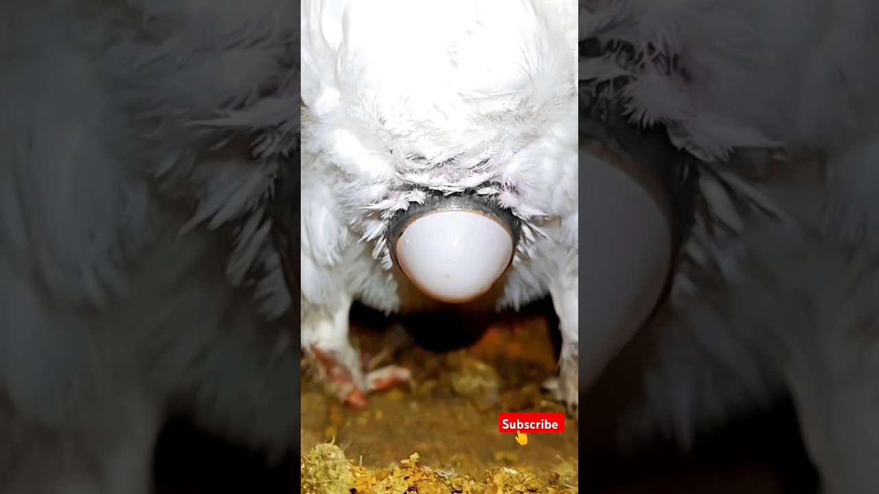 Live Prof Egg & Kabutar Bazi 🐦