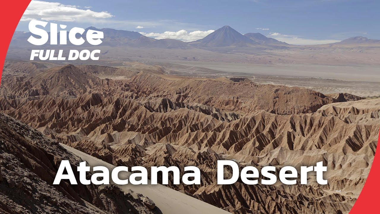 Discover Life in the World's Driest Desert: The Atacama 🌵 | Full Documentary