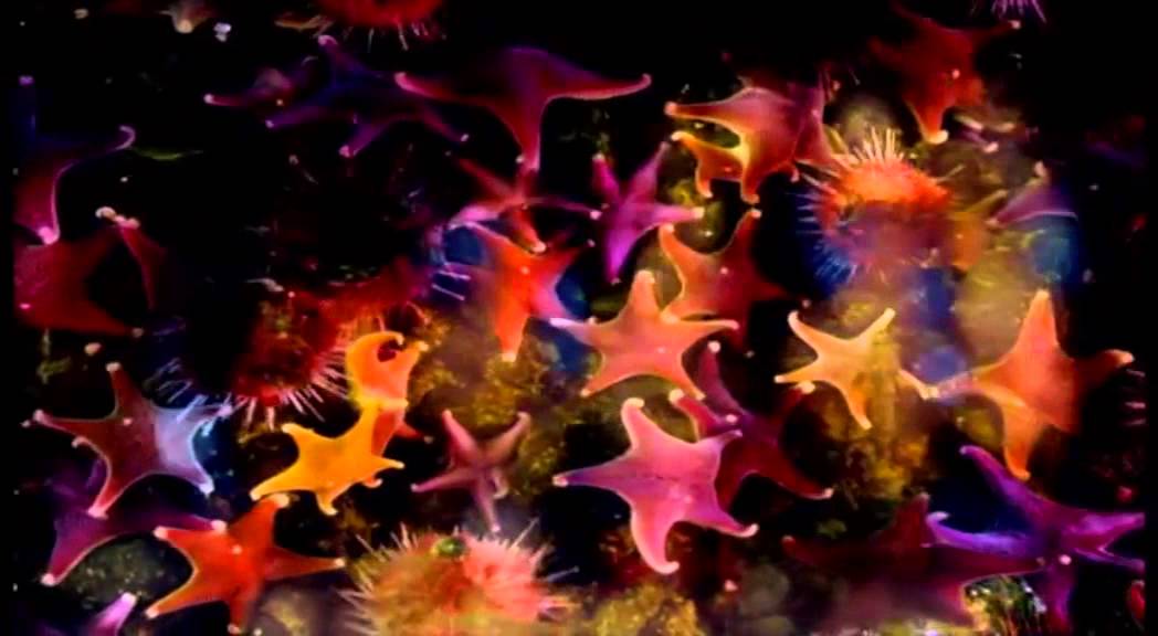 Björk Live: Hidden Place at Alexandra Palace 🎶