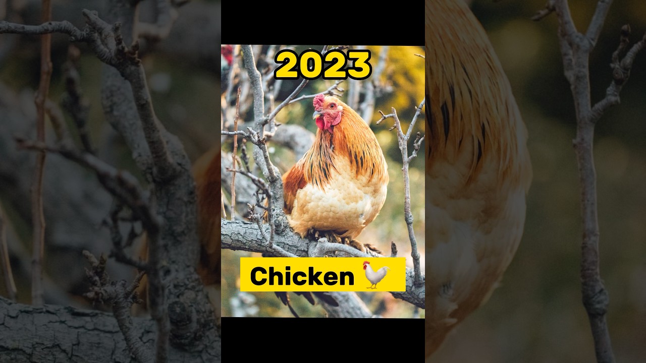 2023 Chicken & $5,000 Future Chicken 🐓