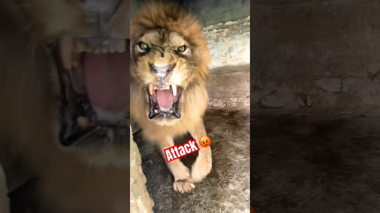 Lion Attack Incident Highlights Wild Animal Encounters
