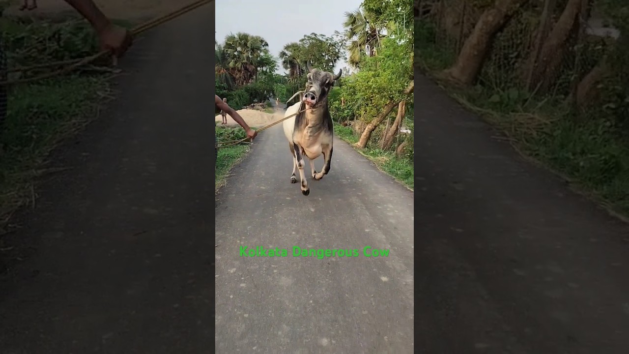 Kolkata's Largest & Most Dangerous Cow at Al Quddus Dairy 🐄
