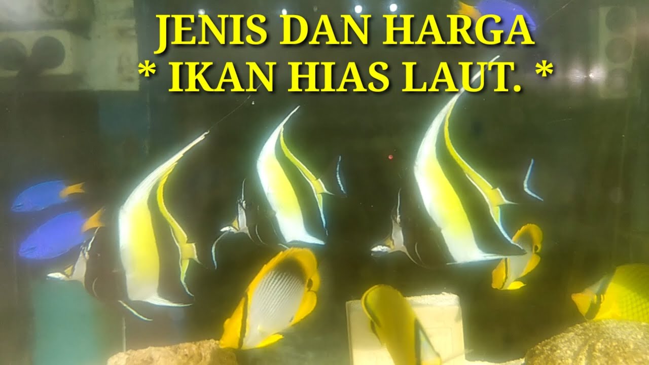 Harga Ikan Hias Laut Terbaru 🐠