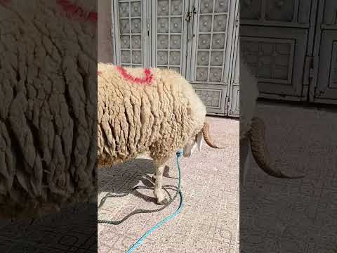 #كبش #العيد #2025 #عيد #الأضحى #خروف #تكبيرات_العيد