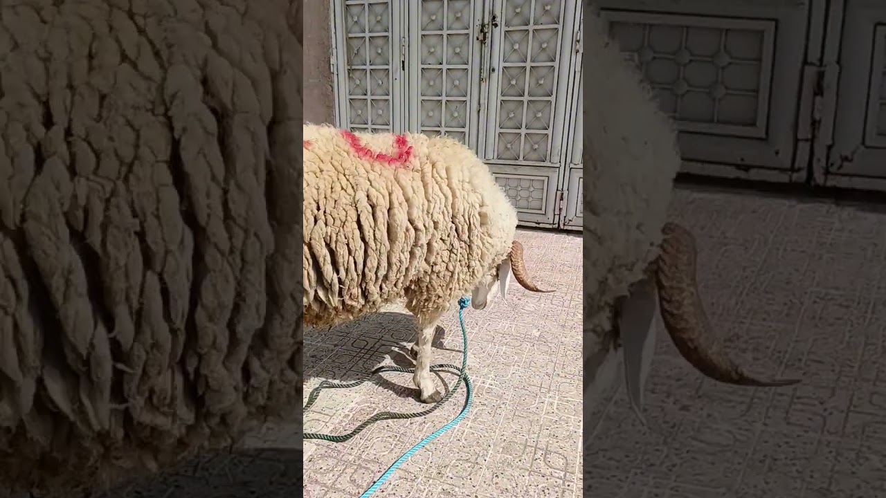 احتفالات عيد الأضحى 2025: تكبيرات العيد وأجمل لحظات الخروف 🎉