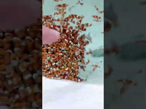 Tons Of Nemo Clownfish Cute Little Marine Saltwater Fish @ebitengu_global | Falcon Aquarium Services