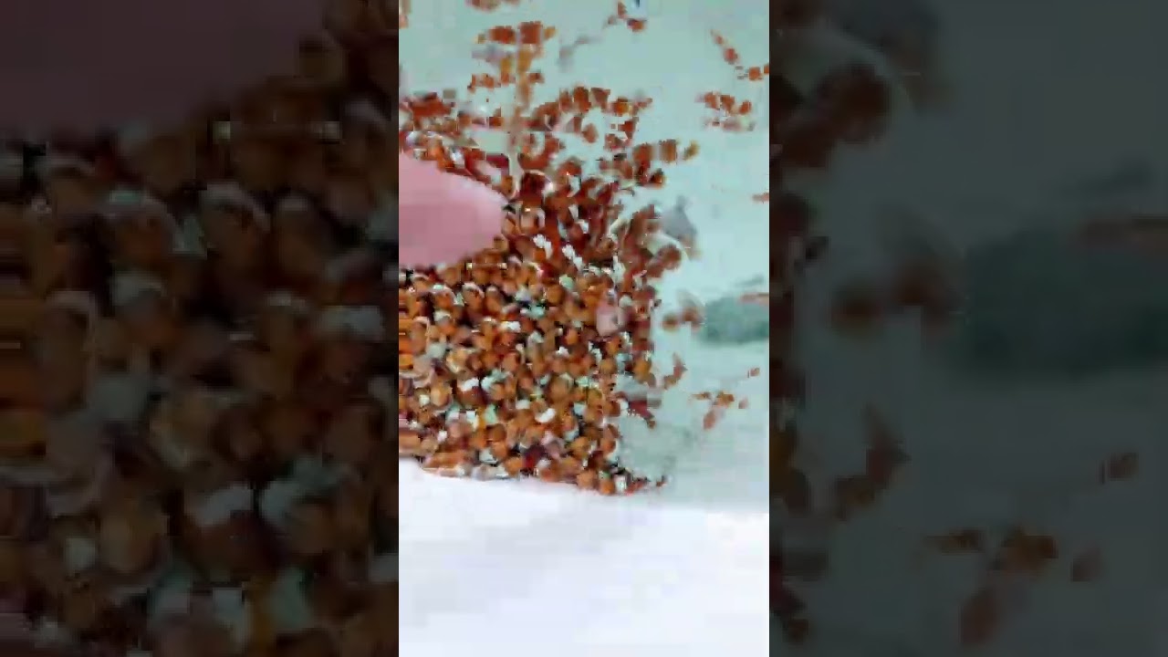 Adorable Nemo Clownfish 🐠 in Stunning Marine Aquarium | Ebitengu_Global