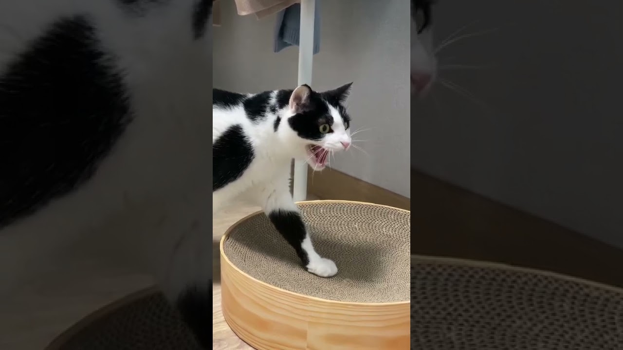 경고! 화난 고양이 하악질 😾