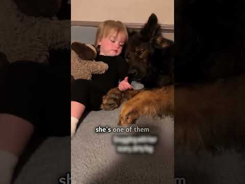 7 dogs raise a little girl