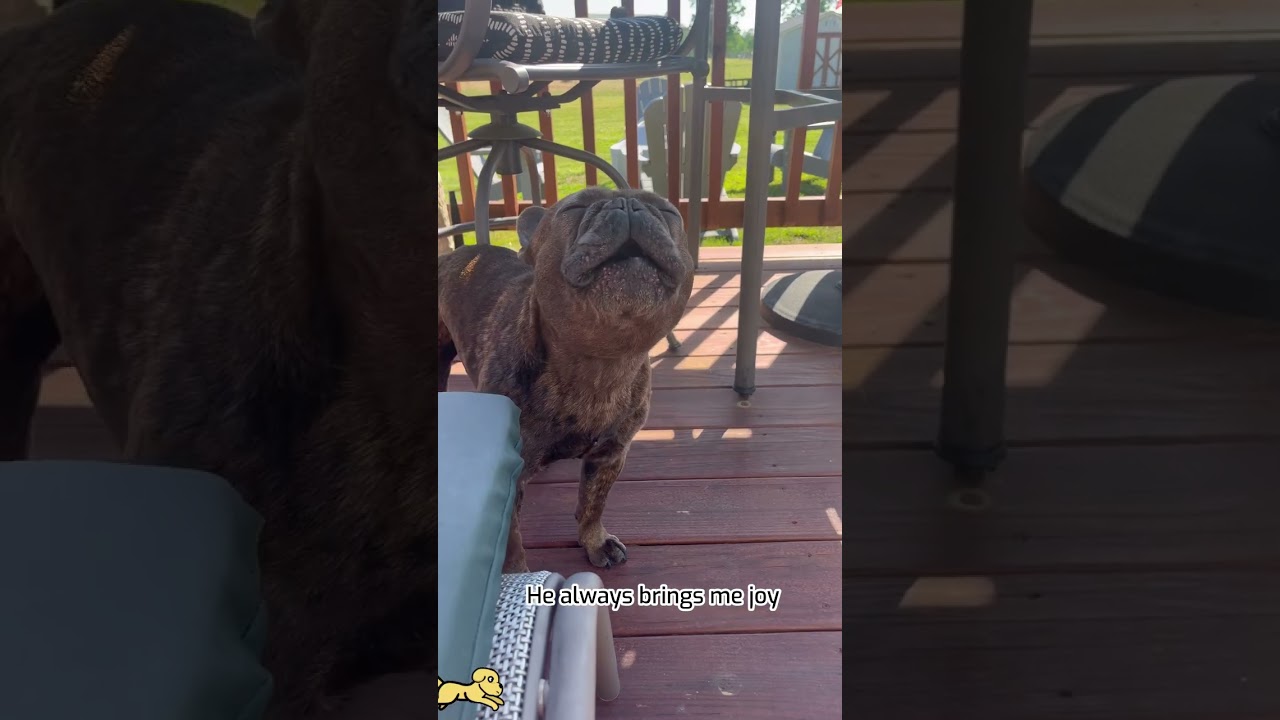 French Bulldogs' Acting Skills Are Oscar-Worthy 🎬