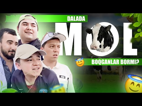 Dalada mol 🐄 boqqanlar bormi ? 😇| Mittivine