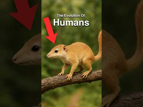 Human Evolution in Under 60 Seconds