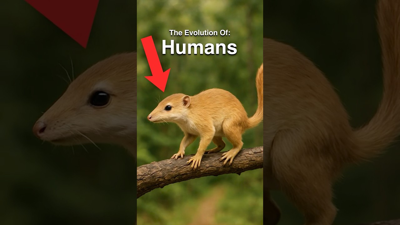 Human Evolution in Just 60 Seconds ⏱️