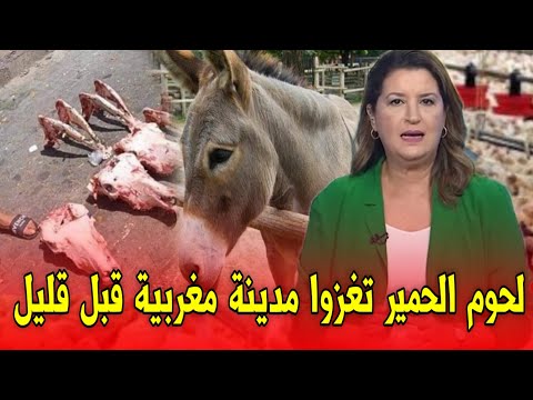 عاجل..لحوم الحمير تغزوا مدينة مغربية قبل قليل اخبار المغرب اليوم الإثنين 20 أكتوبر 2025