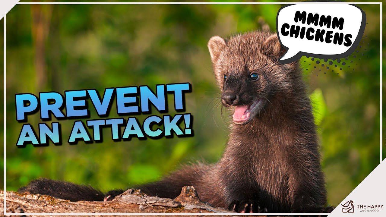 Fisher Cat Threats: Protect Your Chickens π