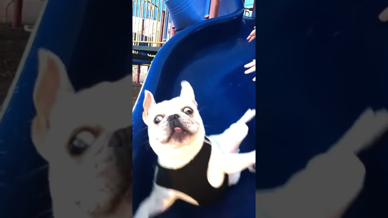 Cute French Bulldog Tumbles Down Slide! 🐶 #Shorts