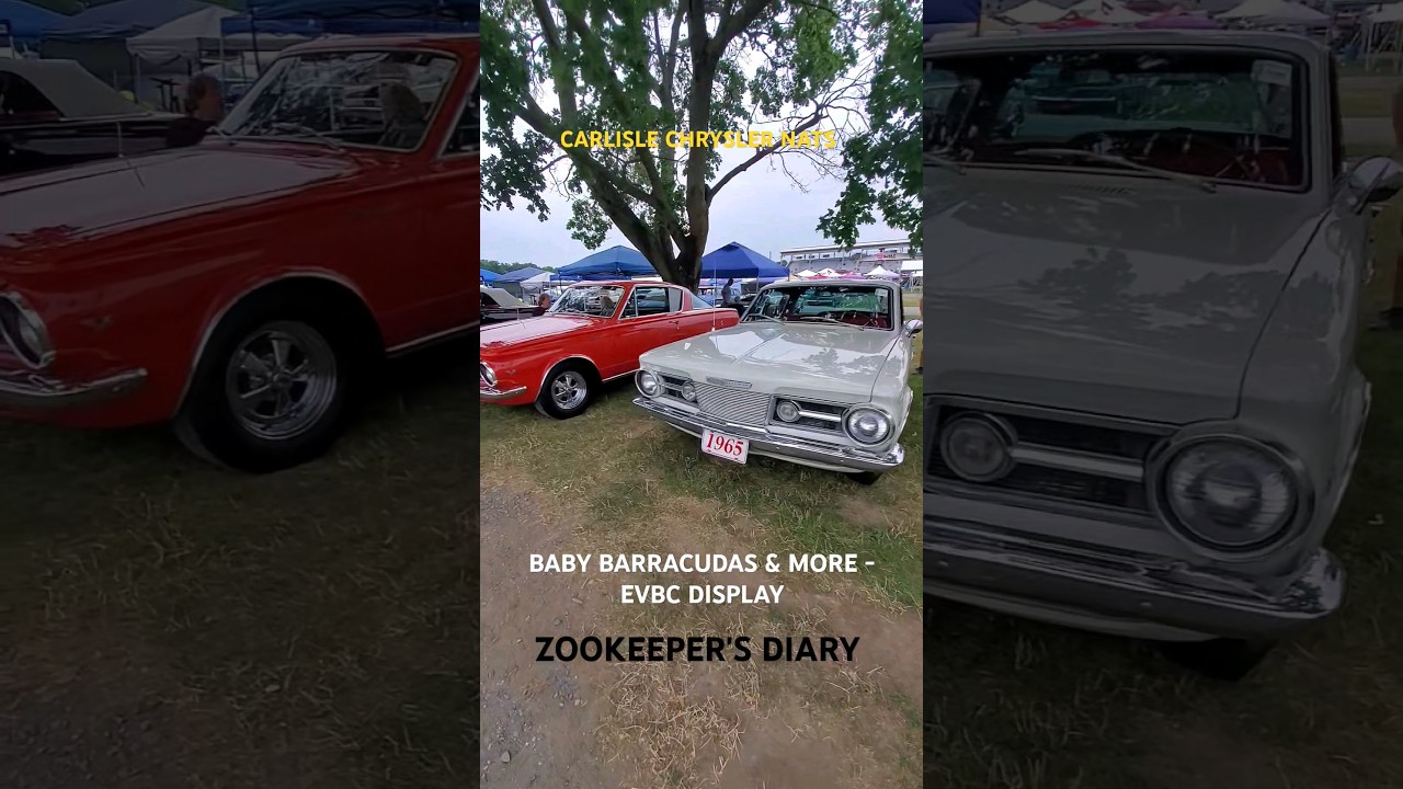 Baby Barracuda & Valiant at Carlisle Mopar Show 🚗