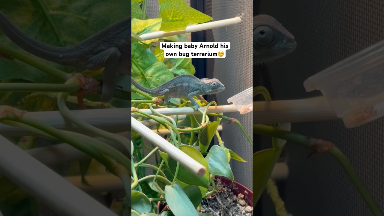 Adorable Baby Chameleon π¦