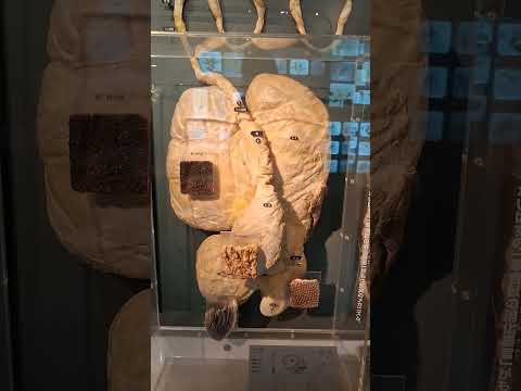 牛的胃腸...日本東京上野科學博物館(国立科学博物館,National Museum of Nature and Science,Tokyo)地球館生物什麼區的
