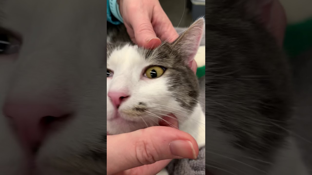 Checking the Nictitating Membrane 🐾