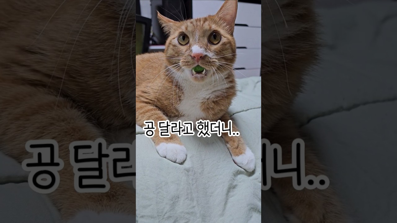 금쪽이, 바로 나쁜소리! #shorts