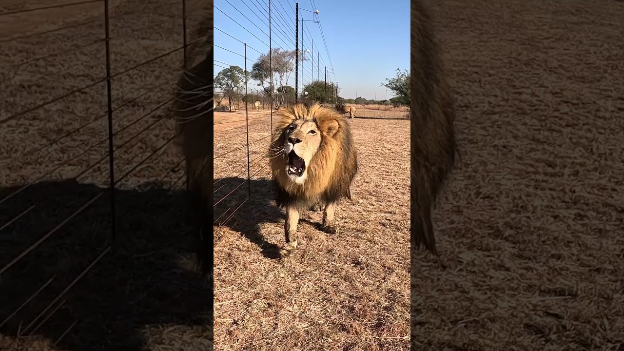 LION Roar Sounds Like a Dinosaur 🦖