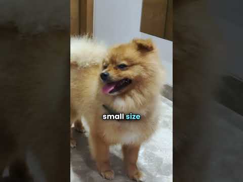 Don't bring Pomeranian without knowing these key facts!