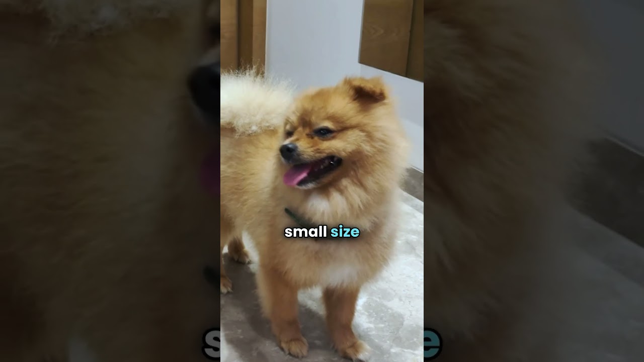 Essential Tips Before Bringing Home a Pomeranian ๐พ