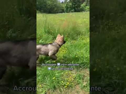 Le rappel : apprentissage facile avec son chiot #chiot #chien #educationcanine