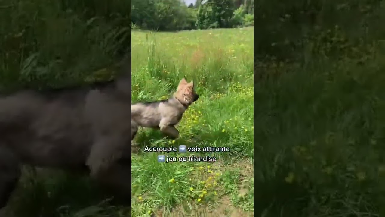 Rappel Facile : Apprenez à votre Chiot à Obéir en Toute Simplicité 🐶