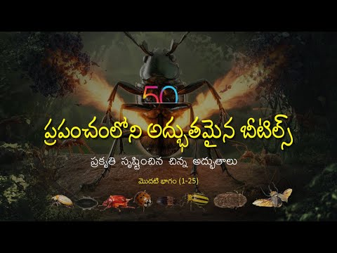 ప్రపంచంలోని అద్భుతమైన బీటిల్స్ – ప్రకృతి సృష్టించిన చిన్న అద్భుతాలు (మొదటి భాగం) I LSKSM Vlogs