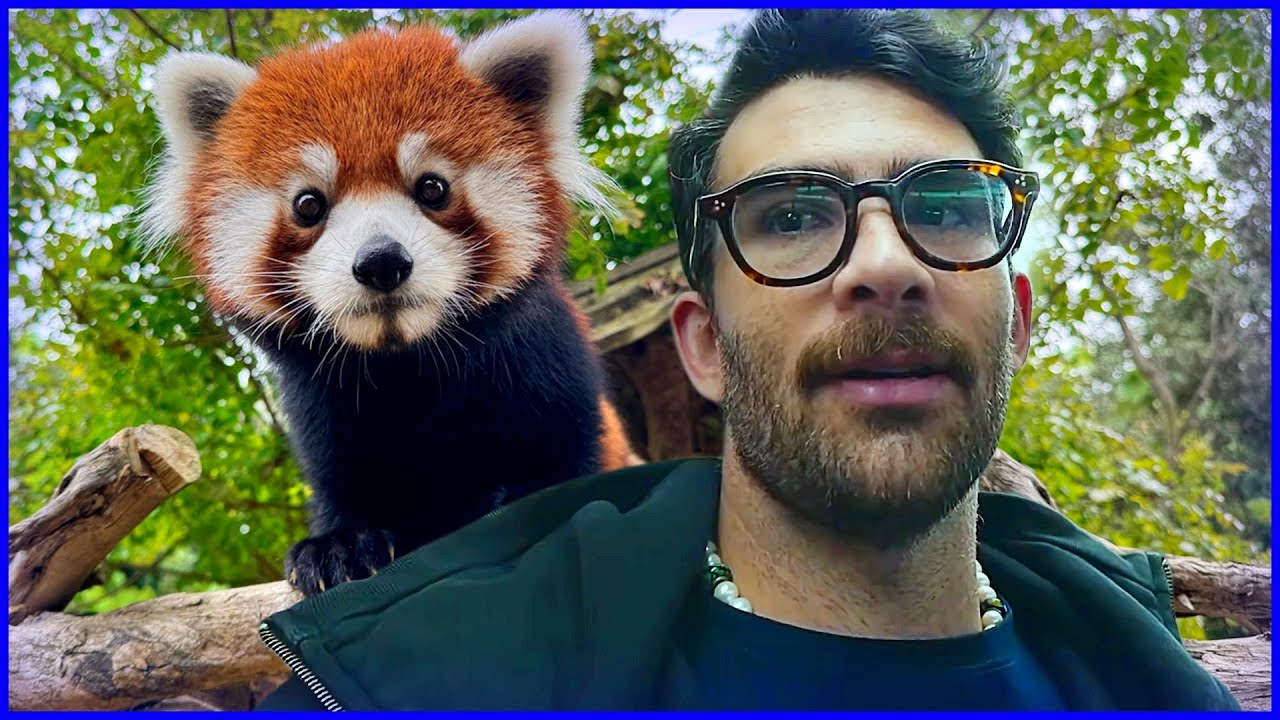 Hasan's Best Day: Meeting China's Red Pandas 🐼