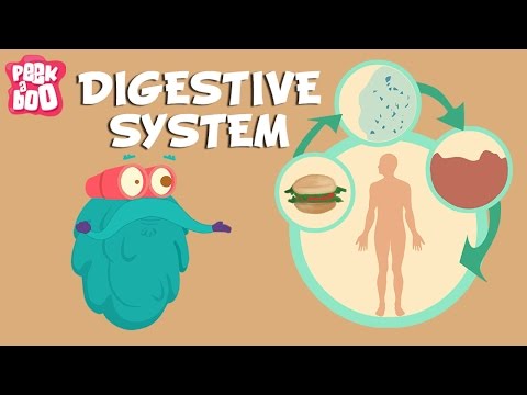 Digestive System Explained for Kids 🍎