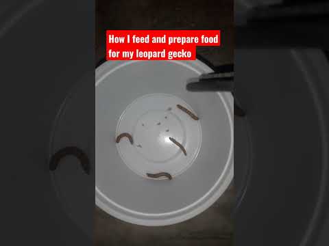 How I feed and prepare food for my cute baby leopard gecko #shorts #feeding