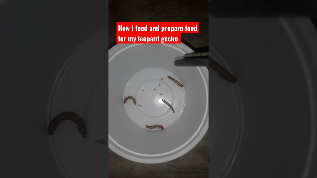 Feeding & Preparing Food for My Baby Leopard Gecko 🦎