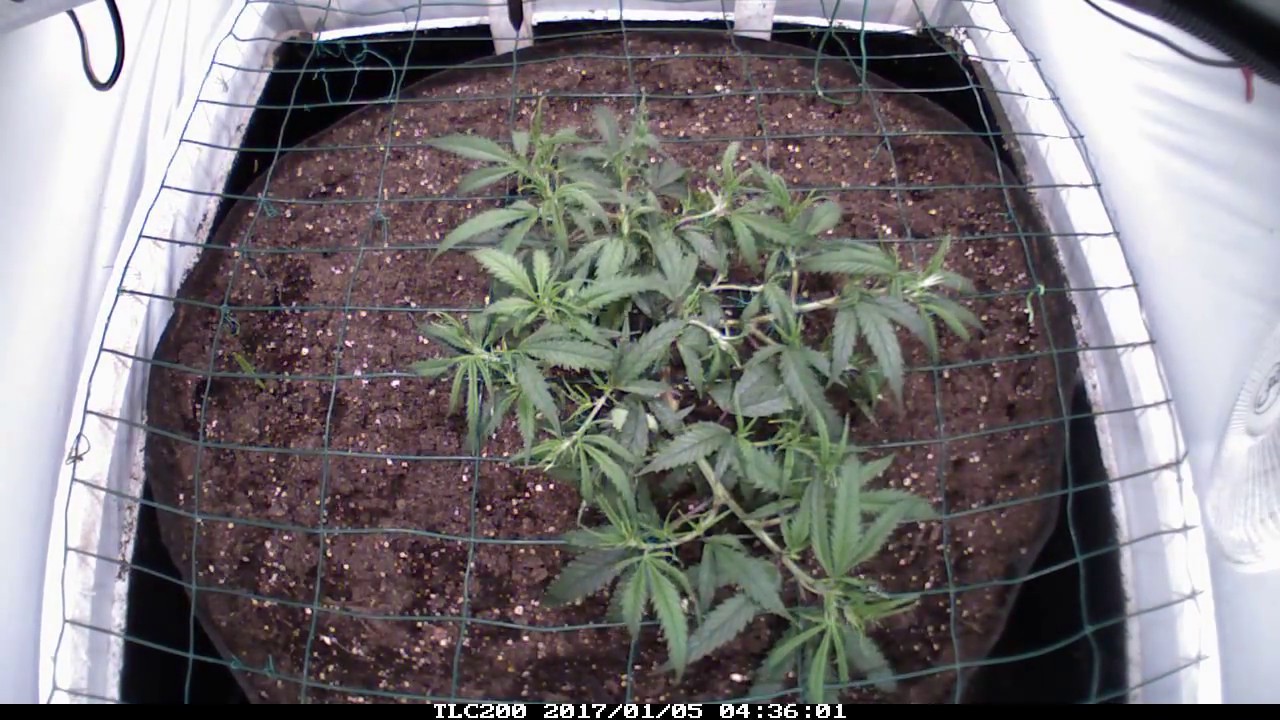 Amnees Haze 3e Week Groei onder 440W DIY LED 🌱