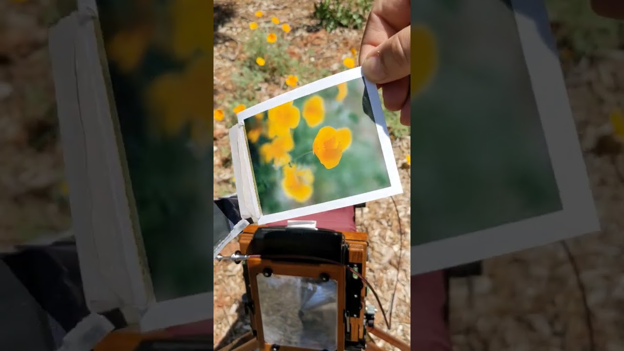 California Poppies & Expired Fujifilm FP-100c 🌸