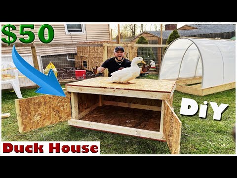 $50 DIY Duck House / Coop (Easy Build)