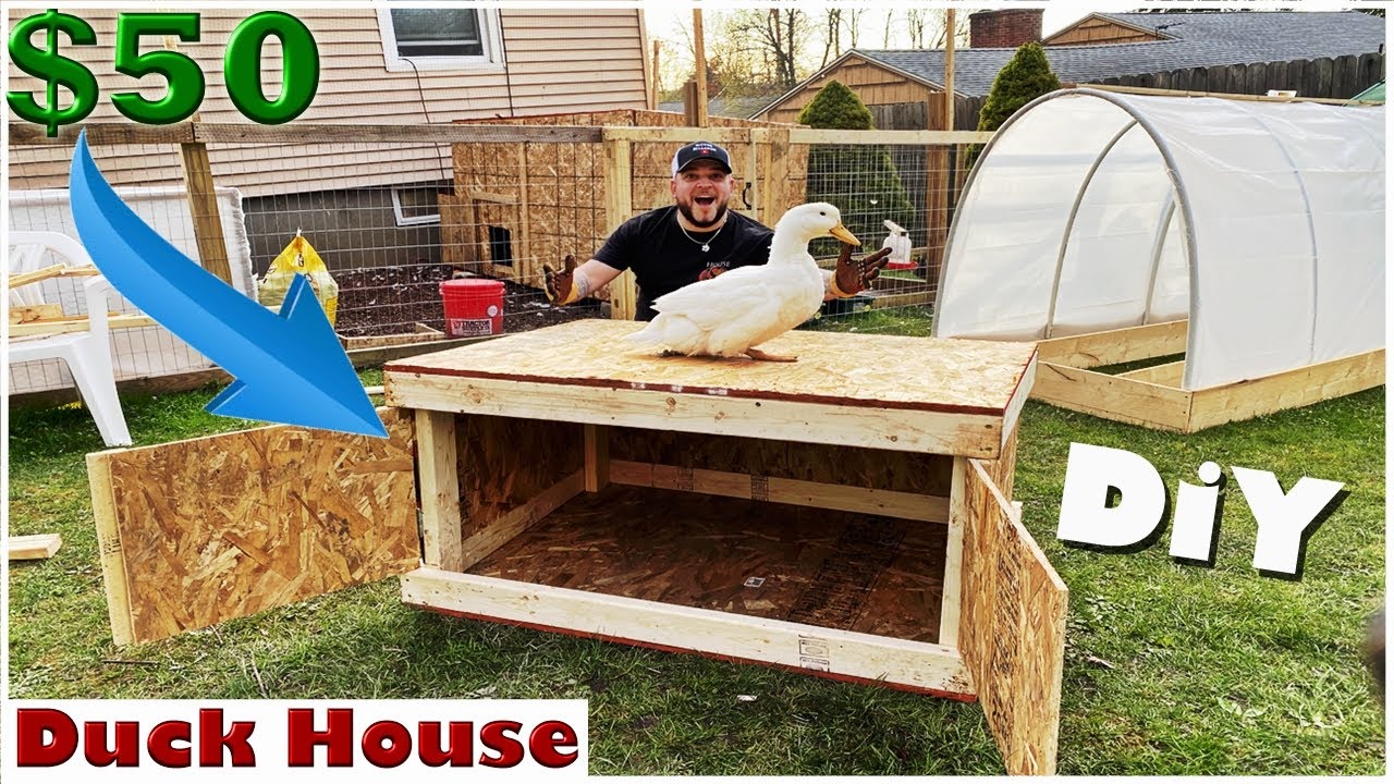 $50 DIY Duck House and Coop Construction