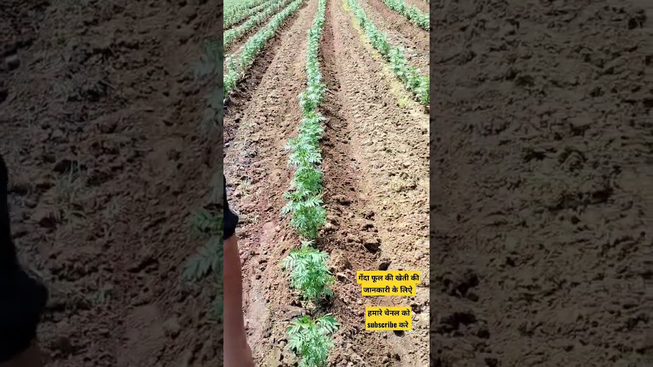 Marigold farming | गेंदा फूल की खेती केसे करें? | फूलो की खेती 🌼