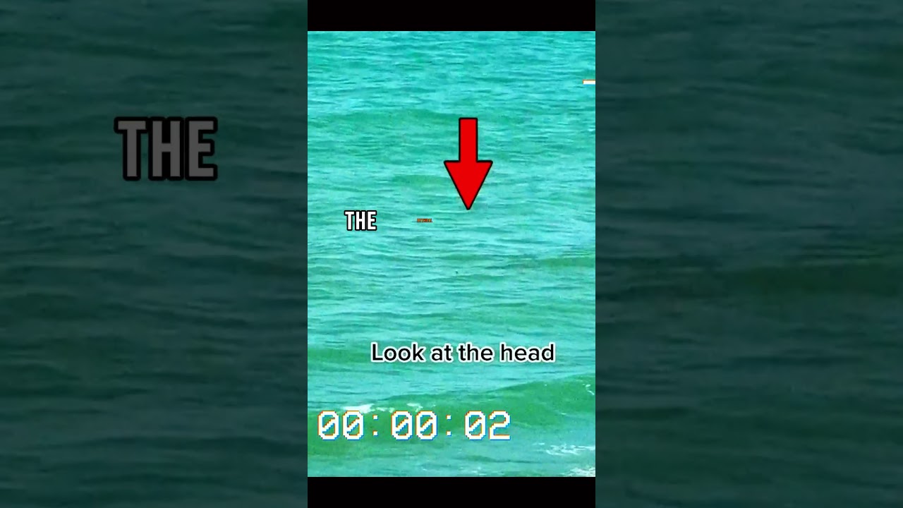 Top 5 Real Mermaid Sightings π§ββοΈ